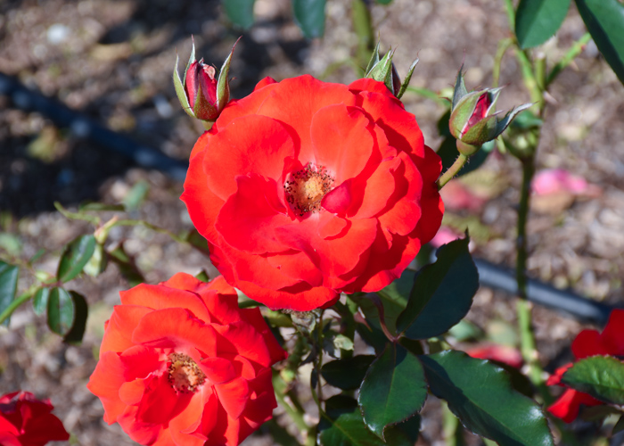 バラ(オリンピック・ファイヤー)の花の正面。荒巻バラ公園で撮影