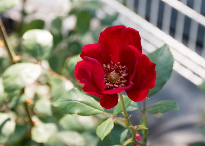 バラ(ベスビアス)の花。花博記念公園鶴見緑地で撮影