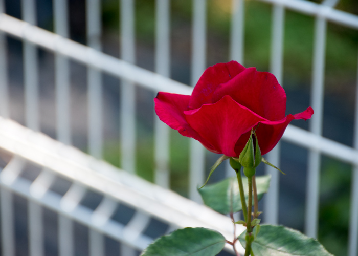 横から見たバラ(ベスビアス)の花。花博記念公園鶴見緑地で撮影