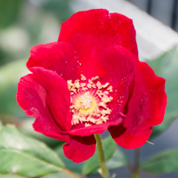 バラ(ヴェスヴィアス)の花