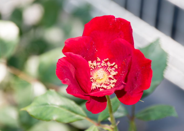 バラ(ベスビアス)の花のアップ。花博記念公園鶴見緑地で撮影
