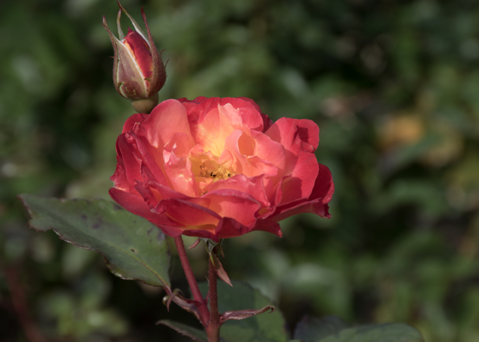 バラ(チャールストン)の花。長居植物園で撮影