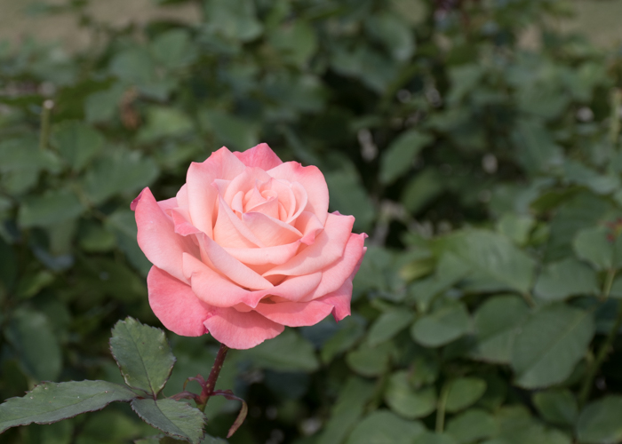 バラ(チェリッシュ)の花。長居植物園で撮影