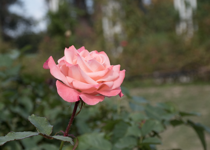 バラ(チェリッシュ)の花の横顔。長居植物園で撮影