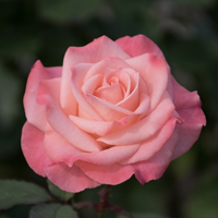 バラ(チェリッシュ)の花