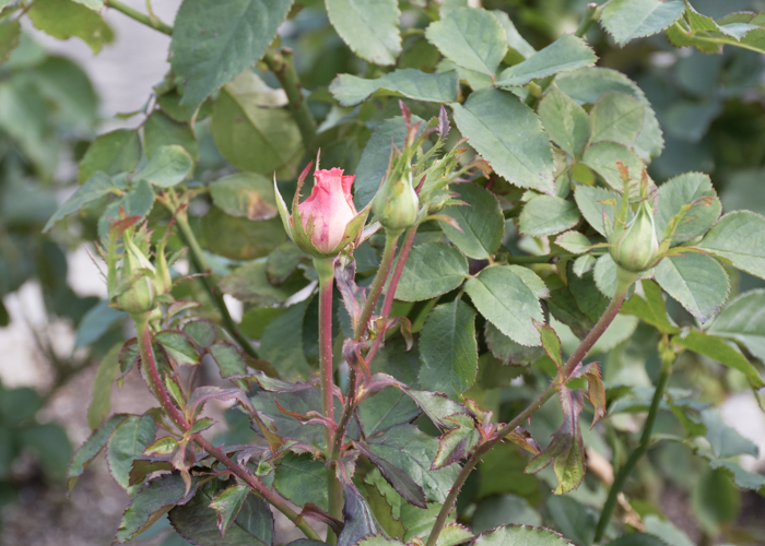 バラ(チェリッシュ)のつぼみ。長居植物園で撮影