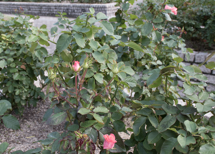 バラ(チェリッシュ)の木全体。長居植物園で撮影