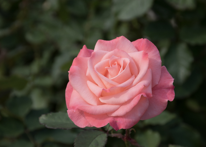 バラ(チェリッシュ)の花。長居植物園で撮影