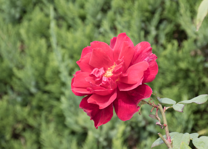 つるバラ(つるクリストファー・ストーン)の花。長居植物園で撮影