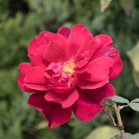 つるバラ(つるクリストファー・ストーン)の花