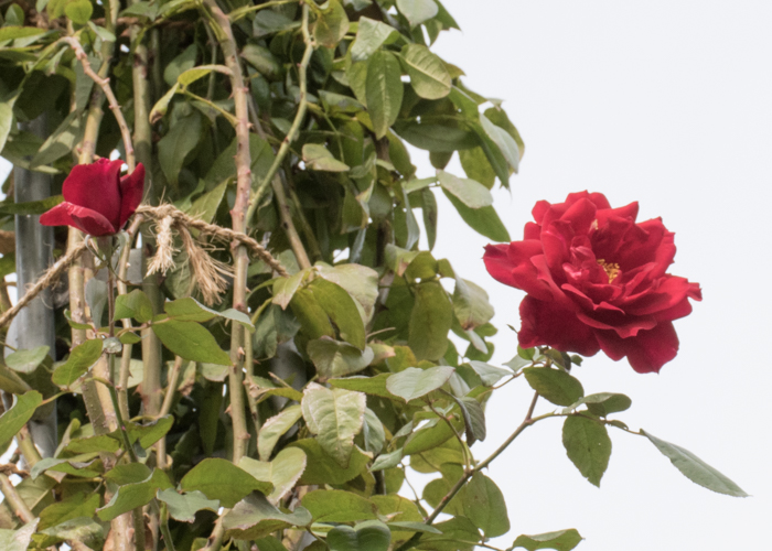 つるバラ(つるクリストファー・ストーン)の花。長居植物園で撮影