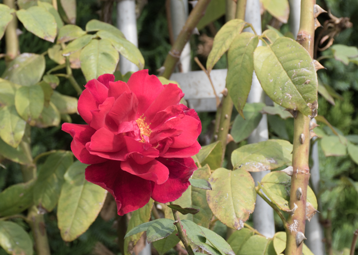 つるバラ(つるクリストファー・ストーン)の花のアップ。長居植物園で撮影