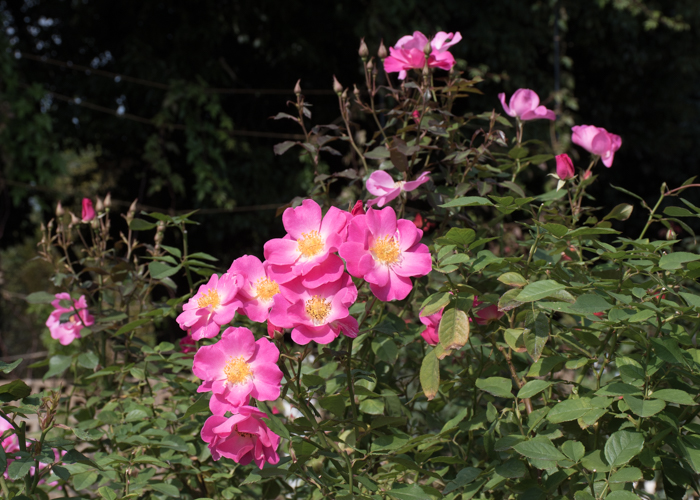 バラ(カウンティ・フェア)の花。長居植物園で撮影