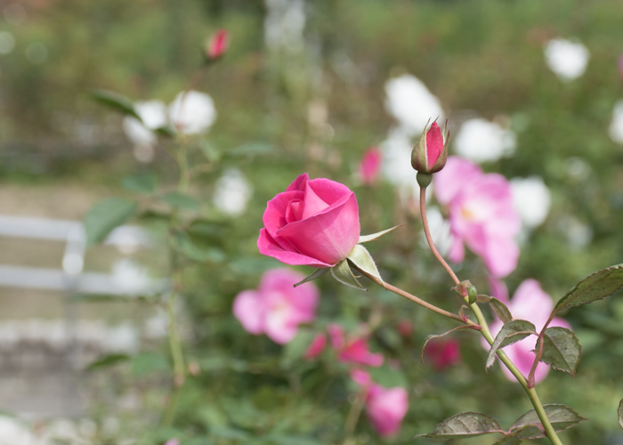 バラ(カウンティ・フェア)の花の横顔。長居植物園で撮影