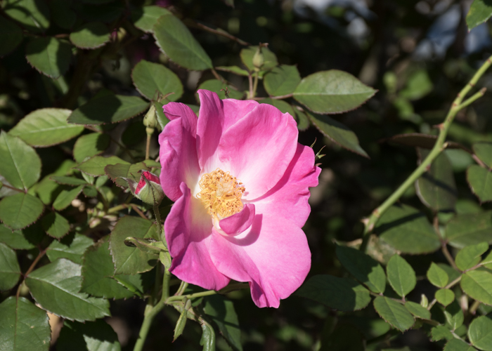 バラ(カウンティ・フェア)の花。庄堺公園で撮影