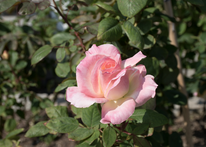 バラ(ダイアナ・プリンセス・オブ・ウェールズ/エレガント・レディ)の花。長居植物園で撮影