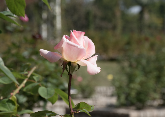 バラ(ダイアナ・プリンセス・オブ・ウェールズ)のつぼみ。長居植物園で撮影