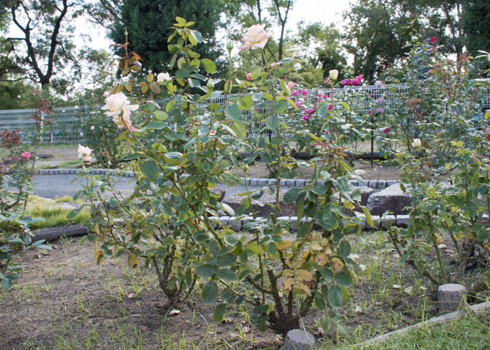 バラ(ダイアナ・プリンセス・オブ・ウェールズ)の木全体。花博記念公園鶴見緑地で撮影