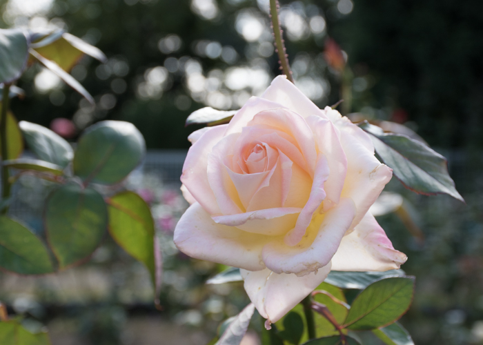 バラ(ダイアナ・プリンセス・オブ・ウェールズ)の花。花博記念公園鶴見緑地で撮影