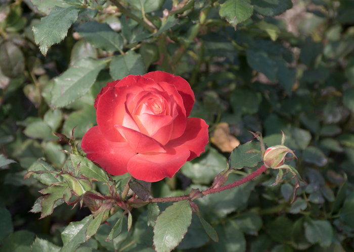 バラ(フリュイテ)の花。長居植物園で撮影