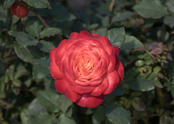 バラ(フリュイテ)の花の正面。長居植物園で撮影