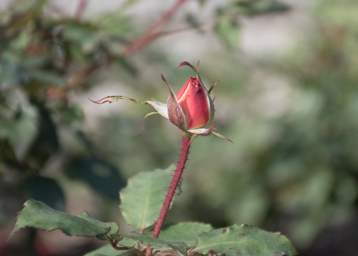 バラ(フリュイテ)のつぼみ。長居植物園で撮影