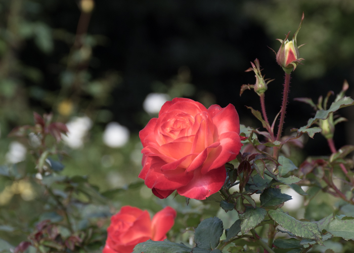バラ(フリュイテ)の花。長居植物園で撮影
