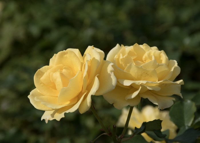 バラ(ゴールド・バニー)の花の横顔。長居植物園で撮影