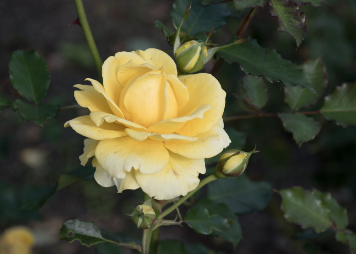 バラ(ゴールド・バニー)の花とつぼみ。長居植物園で撮影
