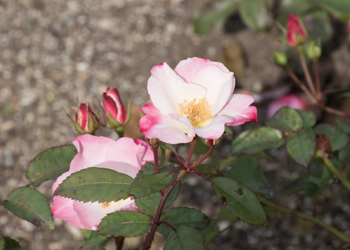 バラ(花霞)の花のアップ。長居植物園で撮影