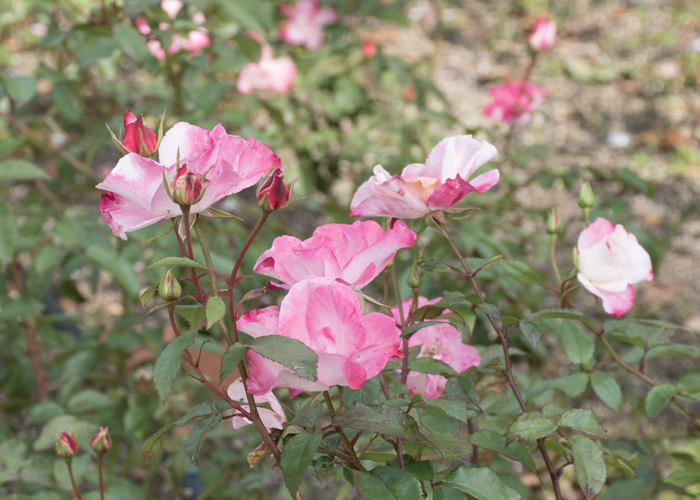 バラ(花霞)の花の横顔。長居植物園で撮影