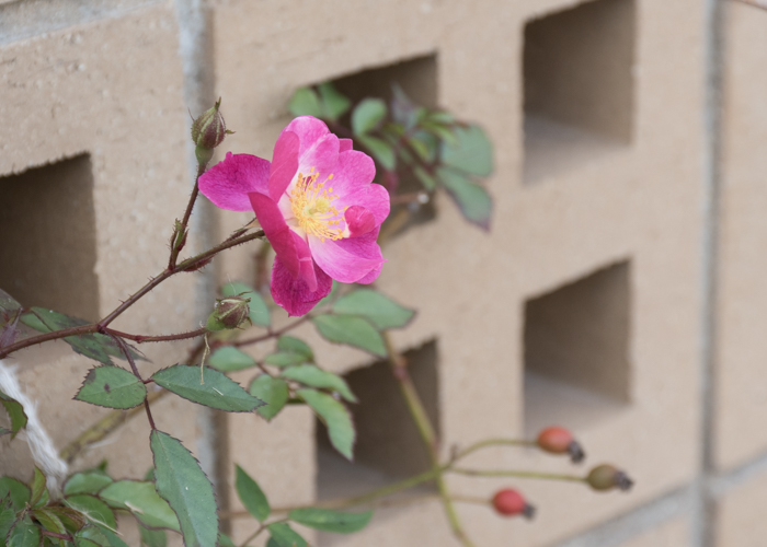 バラ(ラベンダー・ドリーム)の花。長居植物園で撮影