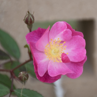 バラ(ラベンダー・ドリーム)の花