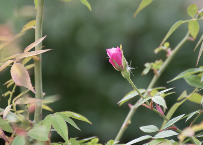 バラ(ラベンダー・ドリーム)のつぼみ。長居植物園で撮影
