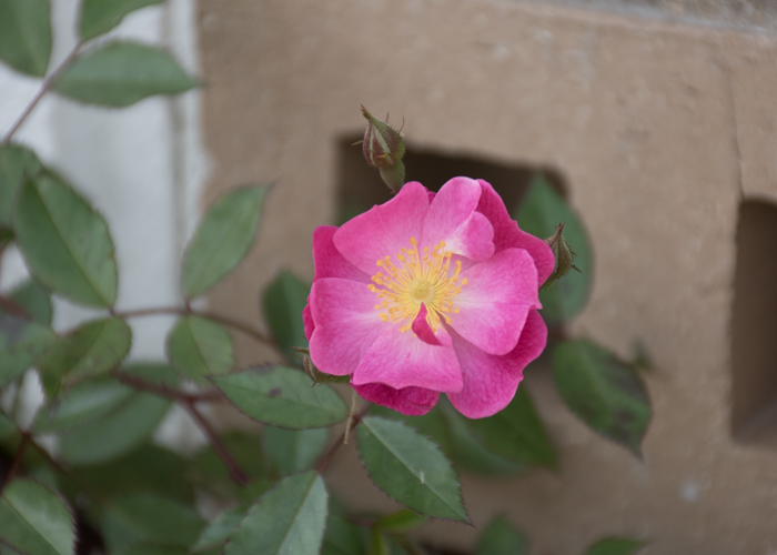 バラ(ラベンダー・ドリーム)の花。長居植物園で撮影