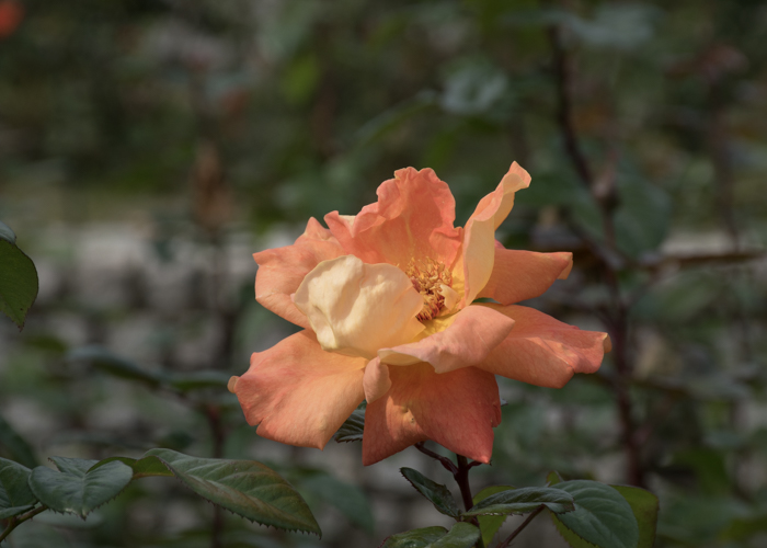 バラ(ルイ・ド・フュネス/ルイ・ドゥ・ヒューネ)の花。長居植物園で撮影