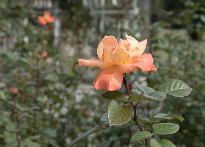 バラ(ルイ・ド・フュネス/ルイ・ドゥ・ヒューネ)の花の横顔。長居植物園で撮影