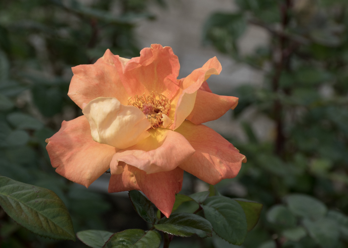 バラ(ルイ・ド・フュネス/ルイ・ドゥ・ヒューネ)の花。長居植物園で撮影