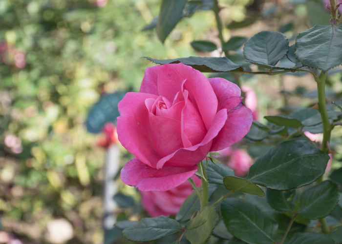 バラ(マガリ)の花。花博記念公園鶴見緑地で撮影