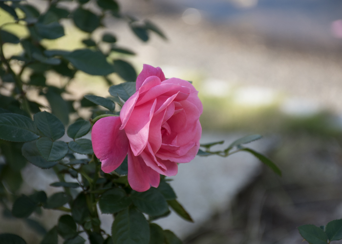 バラ(マガリ)の花の横顔。花博記念公園鶴見緑地で撮影