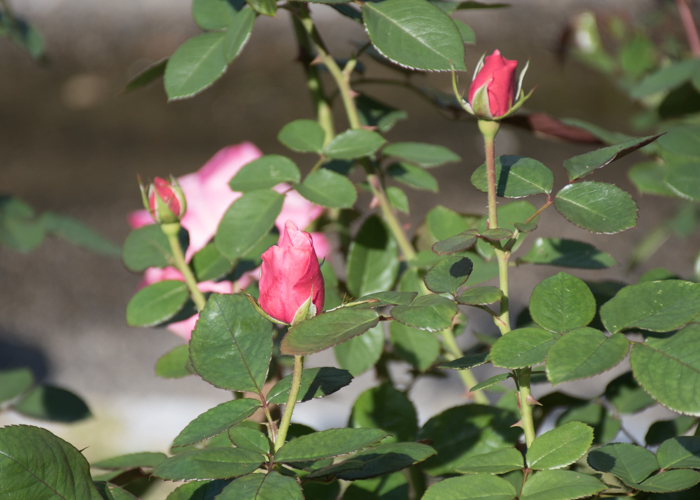 バラ(マガリ)の花のつぼみ。花博記念公園鶴見緑地で撮影