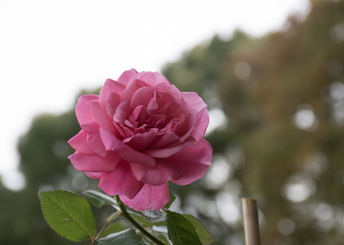 バラ(マガリ)の花。長居植物園で撮影