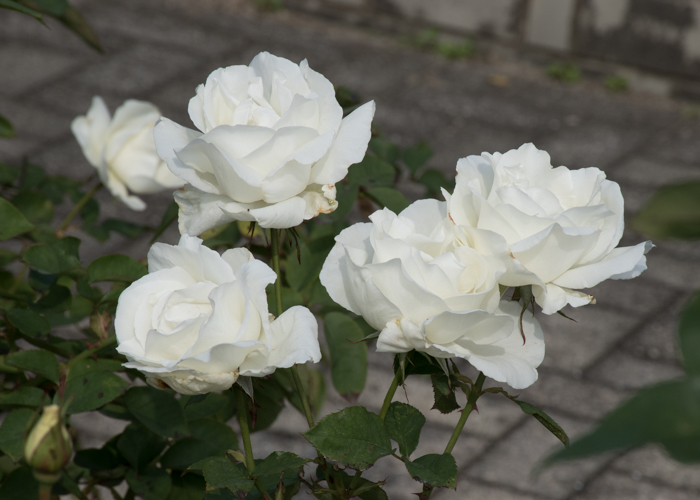 バラ(正雪)の花。長居植物園で撮影