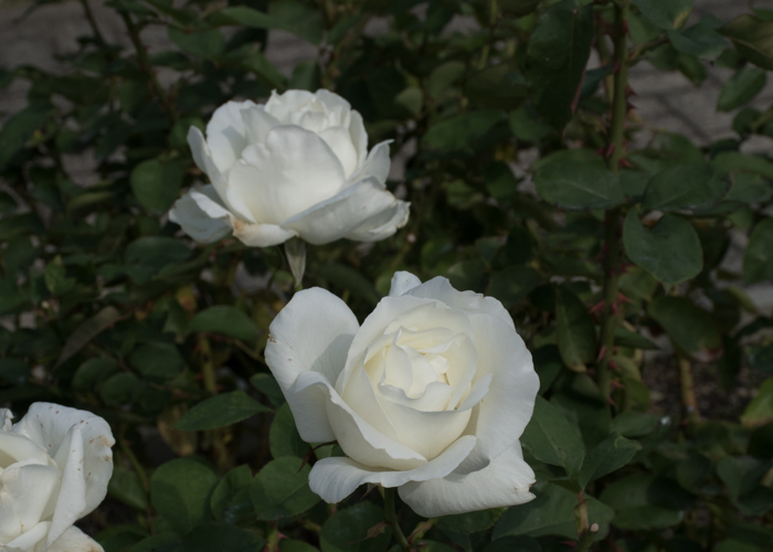 バラ(正雪)の花。長居植物園で撮影