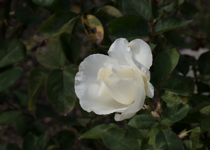 バラ(正雪)の開きかけの花。長居植物園で撮影