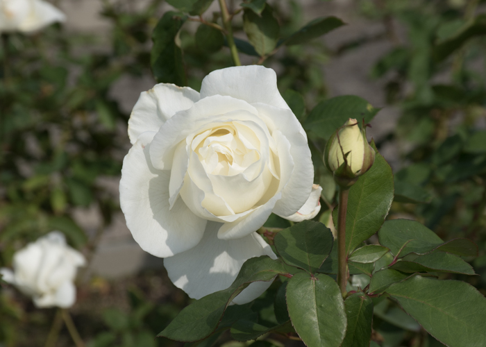 バラ(正雪)の花。長居植物園で撮影