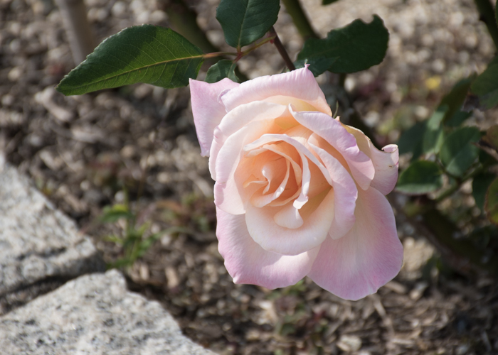 バラ(ミッシェル・メイアン)の花。長居植物園で撮影