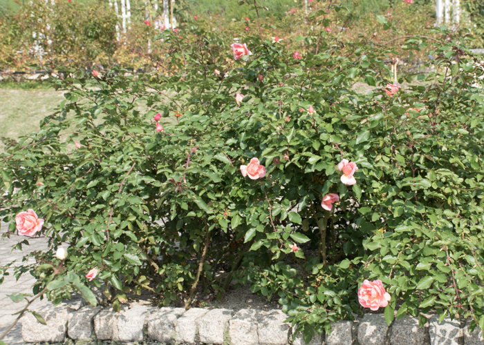 バラ(ミッシェル・メイアン)の花壇。長居植物園で撮影