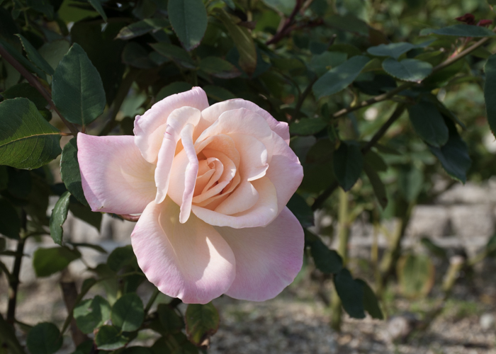バラ(ミッシェル・メイアン)の花。長居植物園で撮影