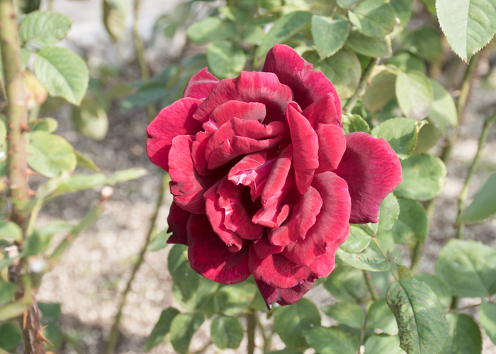 バラ(パパ・メイヤン)の花。長居植物園で撮影
